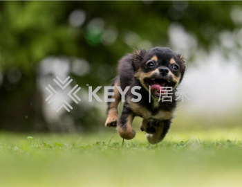 Day Out with your Best Friend! Pet Friendly Parks in Hong Kong