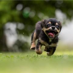 Day Out with your Best Friend! Pet Friendly Parks in Hong Kong